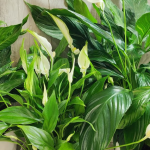 Як врятувати засихаючий спатифілум