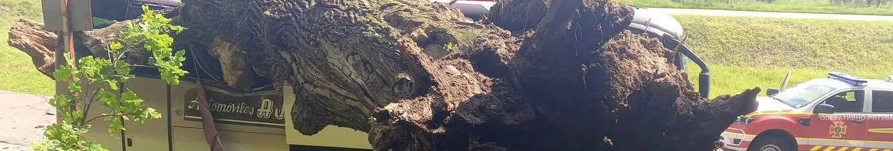 На Львівщині старий дуб Франка впав на туристичний автобус: що відомо та чи є постраждалі