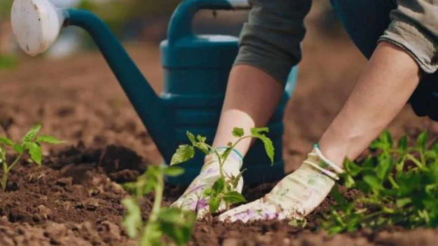 Що варто посадити на городі вже зараз, а що краще відкласти до теплої погоди: не зробіть цю помилку