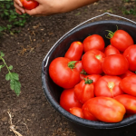 Навіть не думайте садити ці культури після помідорів: втратите врожай