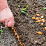 Найкращі дні для посадки цибулі у квітні 2026: не відкладайте — час садити вже