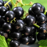 Як підживити смородину, щоб отримати великий урожай