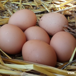 Гусячі, перепелині, елітні курячі: скільки на Волині коштують інкубаційні яйця?