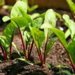 У які дні після Великодня треба садити моркву і буряк: інакше не вродять