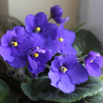 Фіалка в небезпеці: 3 ознаки, що рослина почала гинути і як її врятувати