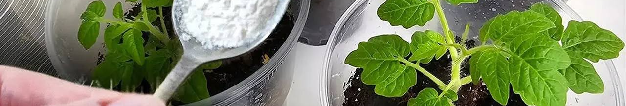 Чому не варто поспішати з підживленням розсади в лютому