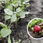 Як тільки зійшла редиска, внесіть це добриво: врожай здивує