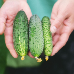 Рекордний урожай огірків уже цього сезону: проста дія з насінням змінює все