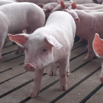 Скільки коштують поросята на Волині?