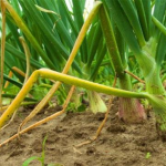 жовтіє зелена цибуля