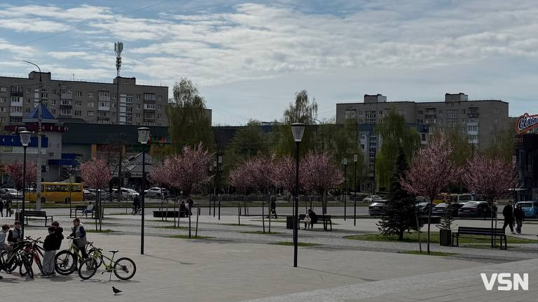 Гарна фотозона: у Луцьку зацвіла ціла алея унікальних іранських слив