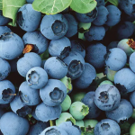 Чим підживити лохину навесні для великих ягід?