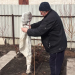 Як підготувати молоді саджанці до зими – прості кроки, які збережуть ваш сад