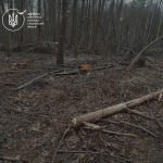 Понад 22 млн грн збитків: на Волині виявили одну з найбільших незаконних порубок останніх років
