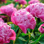 Півонії зацвітуть так, що заздрити будуть усі сусіди: як підживити квіти у квітні