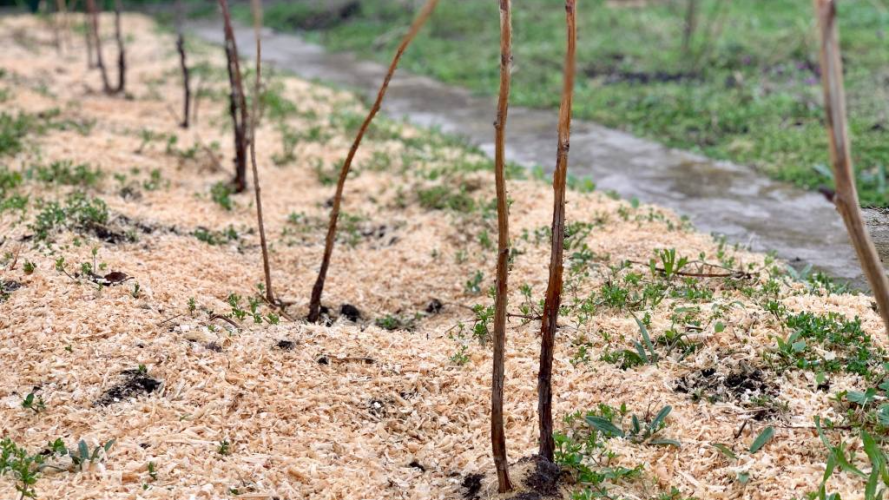 Збиратимете урожай відрами: чим мульчувати малину восени, щоб надійно захистити корені