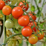 Яким добривом підживити помідори?