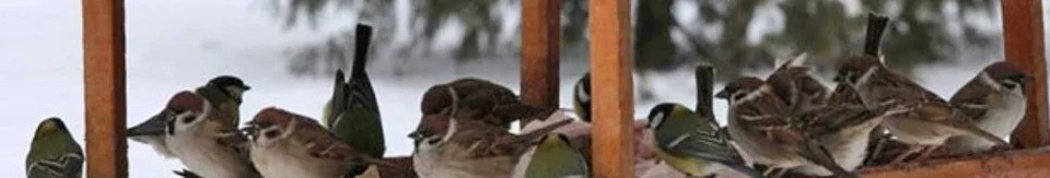 Чим можна годувати птахів взимку і чим не можна