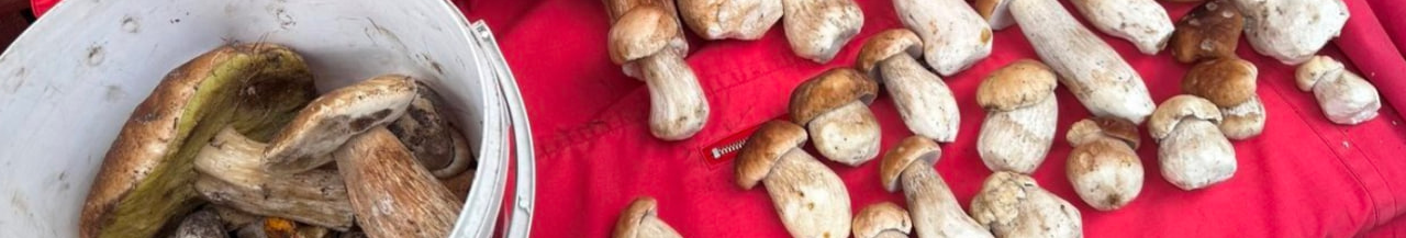 Волинянка щоранку повертається з лісу з десятками білих грибів