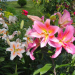 Коли обрізати лілії після цвітіння: головна помилка, яка шкодить рослині