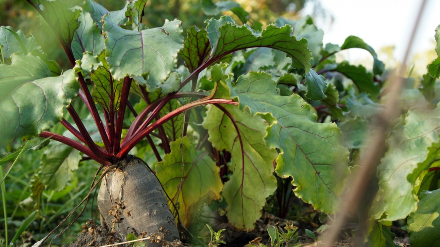 Чому столовий буряк не сходить: 3 типові помилки при посіві