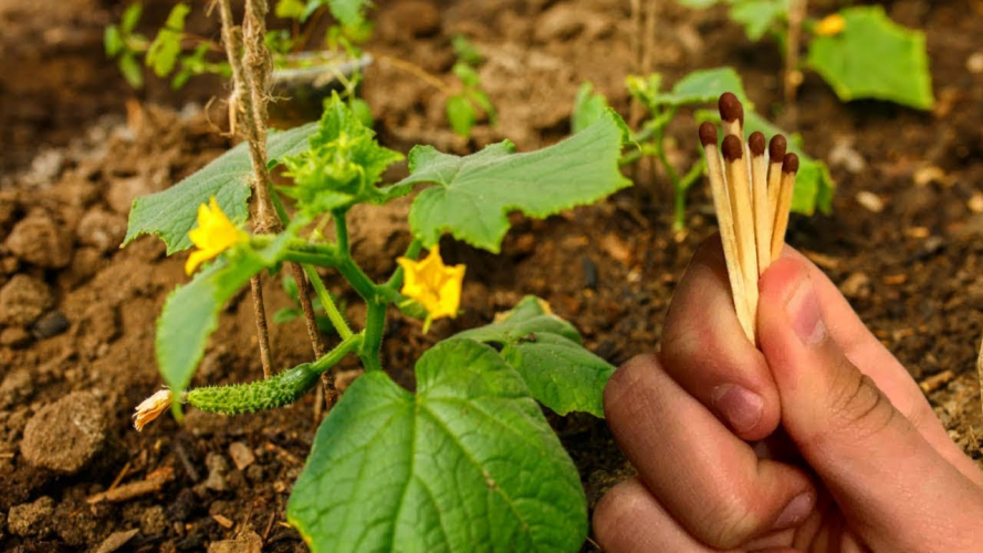 Маленький трюк із сірником: навіщо його кладуть у землю навесні
