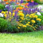Які квіти підійдуть тим, у кого мало часу на догляд за клумбою