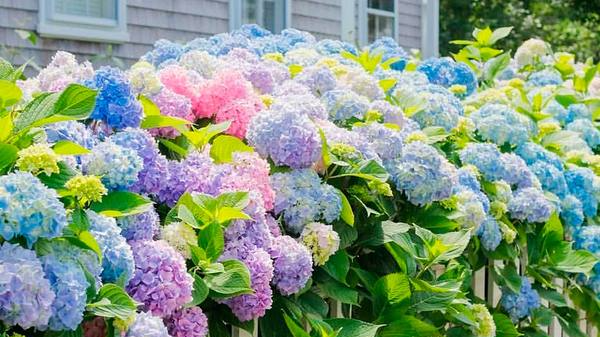 Секрети пишного цвітіння гортензії: що робити навесні, щоб улітку кущ був вкритий великими квітами