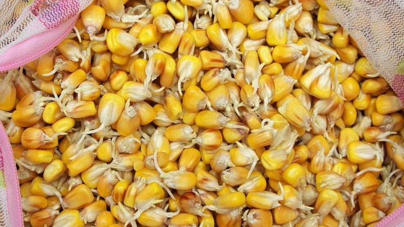 Зійде вдвічі швидше: як і в чому замочувати кукурудзу перед посадкою
