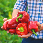 Що категорично не можна садити біля перцю: виросте гірким