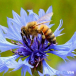 «Бджоли вмирають першими»: як стан пасік на Волині сигналізує про небезпеку для людей