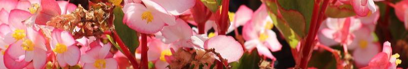 Головний секрет цвітіння бегонії у січні