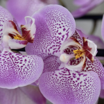 Як стимулювати цвітіння орхідеї взимку