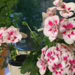 Як зробити, щоб калачики цвіли весь рік: одне копійчане добриво творить дива з пеларгонією