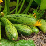 сорти кабачків