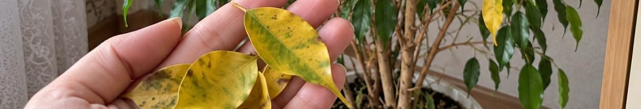 Менше води і більше світла: фікус залишиться пишним і зеленим усю зиму