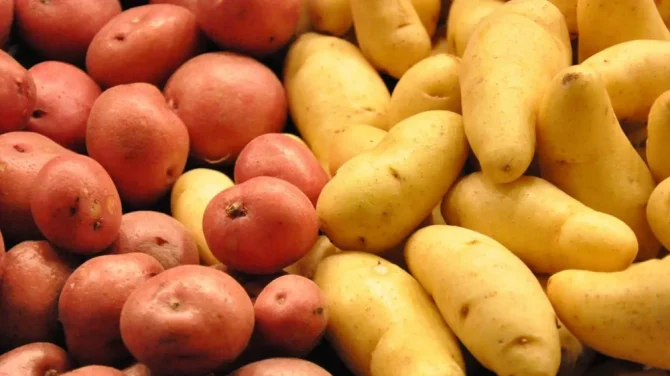 Новий сорт картоплі, який не боїться ані спеки, ані хвороб: городники в захваті
