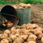 Вартість картоплі не компенсує витрат з її вирощування: як на Волині пояснюють ціни на овоч