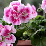 Одна ложка з кухні — і герань зацвіте навіть узимку: простий трюк квітникарів