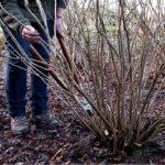 Два прості інгредієнти: чим підживити кущі смородини у лютому