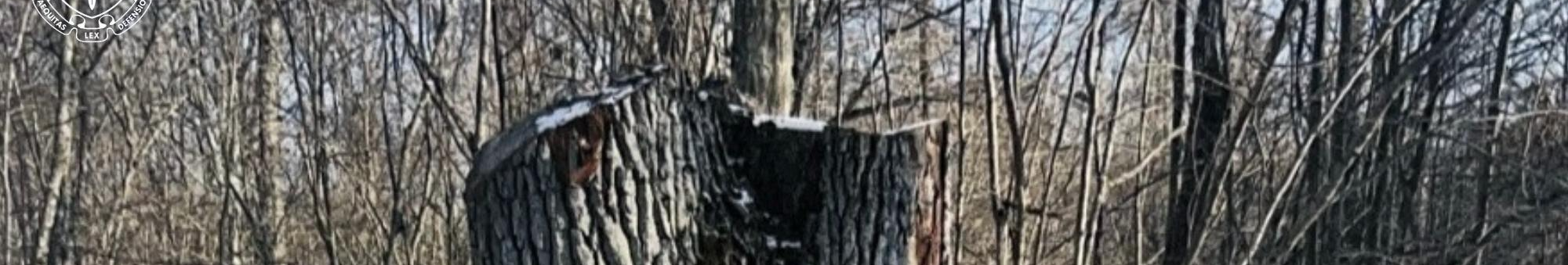 Збитки довкіллю на понад 5 млн грн – майстер лісу на Волині постане перед судом