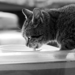 Чи можна котам молоко і сметану: ветеринарка пояснила небезпеку для здоров’я