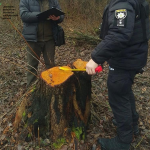 У громаді на Волині виявили масштабну незаконну порубку дерев