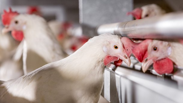 На Волині планують збудувати завод з переробки птиці та біогазову станцію