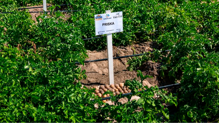 Волинські фермери назвали сорти картоплі, які найкраще пережили спеку