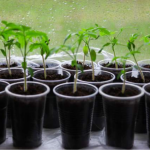 В які дні 2026 року заборонено сіяти насіння на розсаду: не отримаєте сходи