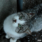 Штормове попередження: 22 та 23 листопада Волинь накриє мокрий сніг та мороз