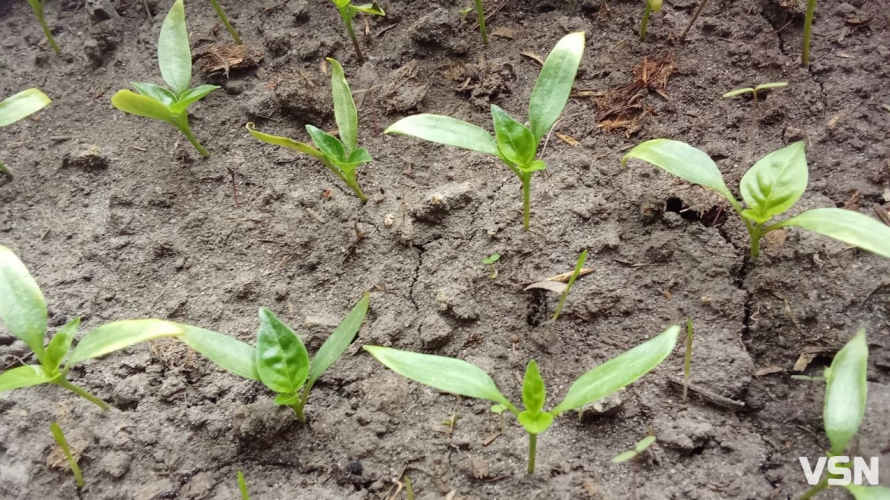 Коли висаджувати розсаду та сіяти насіння: календар городніх робіт на Волині