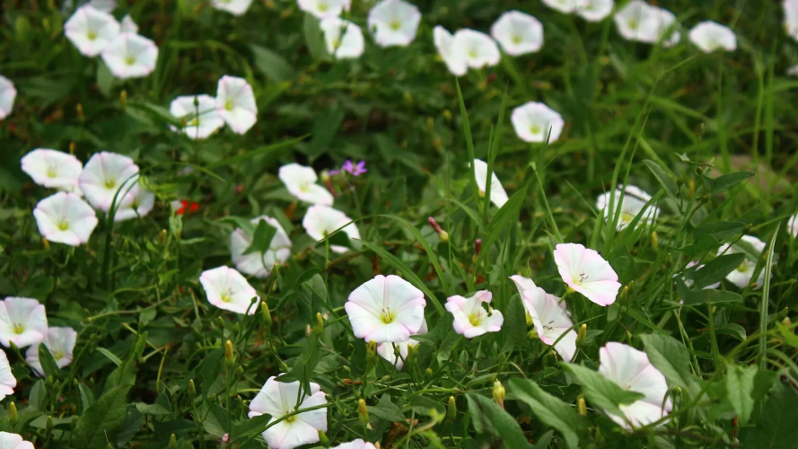 Як навесні знищити берізку польову на городі: найкращі способи і дієві гербіциди