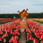 Перші квіти колись знищив буревій: історія «Волинської Голландії»